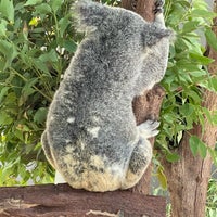 Photo taken at Kuranda Koala Gardens by Kamemoto K. on 2/26/2024