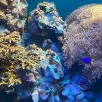 Foto tirada no(a) Waikiki Aquarium por Baz K. em 11/5/2022