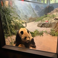 Photo taken at Giant Panda House by O! on 10/8/2023