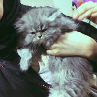 safari pet store near me