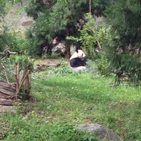 5/8/2013にLoreto Mirandaがスミソニアン国立動物園で撮った写真