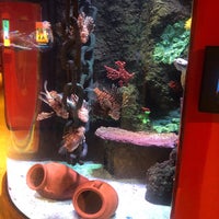 Foto scattata a İstanbul Sea Life Akvaryum da Cüneyt S. il 4/19/2023