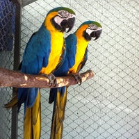 Avicultura Ave Branca Pet Store