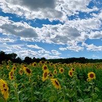 Photo taken at Sussex County Sunflower Maze by Karen L. on 9/5/2020