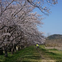 都幾川桜堤 大蔵 0 Tips 都幾川桜堤 大蔵 0 Tips