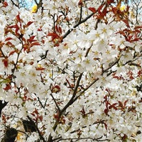 Photo taken at Tokorozawa Aviation Memorial Park by Akihiko O. on 4/10/2024