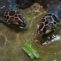 奄美海洋展示館 Aquarium In 奄美市