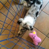 Le Petit Puppy Pet Store In New York