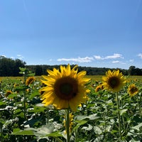 Photo taken at Sussex County Sunflower Maze by Dan A. on 9/4/2021