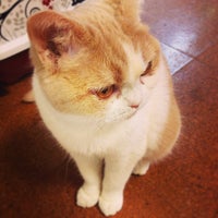 マーサスミス 猫カフェクラブ 127人の訪問者 から 3個のtips 件