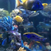 940 Aquarium Design Centre Glasgow Gratis