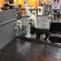 a cut above grooming salon