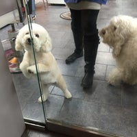 a cut above grooming salon