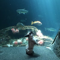 5/18/2015に林 CeciがVancouver Aquariumで撮った写真