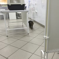 Ветклиника фунтик зеленоград заводская. Ветклиника фунтик зеленоград. Ветклиника фунтик зеленоград. Ветклиника фунтик зеленоград. Корпус 330 зеленоград.