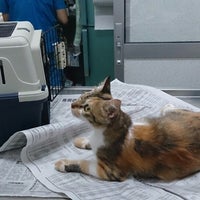 Loving Animal Clinic 40 Visitors