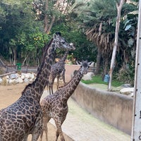 Photo taken at Giraffes by David Y. on 11/27/2018