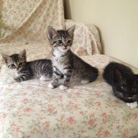 The Animal Foundation (Lied Animal Shelter) - Las Vegas, NV