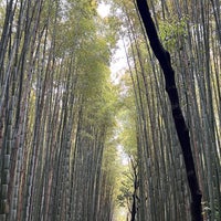 Photo taken at Arashiyama Bamboo Grove by Tiffany C. on 4/24/2024