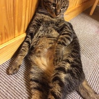 猫カフェうたたね Cafe 猫カフェうたたね Cafe