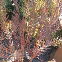 Payless Nursery Rockery Evergreen 2927 S King Rd Photo Taken At Payless Nursery Amp Rockery By Mrs H On