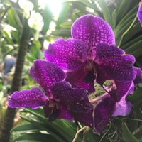 Photo taken at The Orchid Show At New York Botanical Gardens by Gilbert B. on 4/14/2019