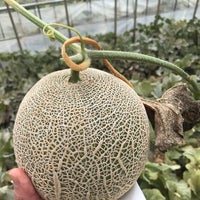 フォレストパーク メロンの森 1 Tip From 94 Visitors