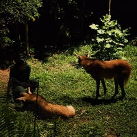 Photo taken at Night Safari by Johnson A. on 9/14/2023