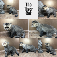 11/25/2016にSamantah D.がThe Main Lion Cat Grooming Salonで撮った写真