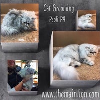 Снимок сделан в The Main Lion Cat Grooming Salon пользователем Samantah D. 11/25/2016