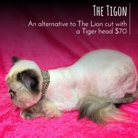 Снимок сделан в The Main Lion Cat Grooming Salon пользователем Samantah D. 11/25/2016