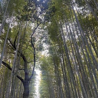 Photo taken at Arashiyama Bamboo Grove by نُورة الكفو جدًا 🦿 on 4/18/2024