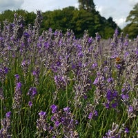 Best time to visit mayfield lavender farm
