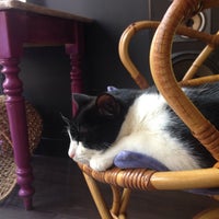 Le Chat Qui Fume Wazemmes 5 Tips From 1 Visitors