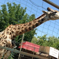 Купить Билет В Сафари Парк Краснодар