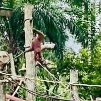Photo taken at Free Ranging Orangutan Island by Aaron W. on 12/11/2021
