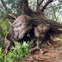 Photo taken at Nuʻuanu Pali Lookout by Tour C. on 3/8/2024