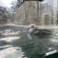 3/26/2024 tarihinde Dilara 🐰ziyaretçi tarafından Vancouver Aquarium'de çekilen fotoğraf