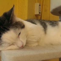 マーサスミス 猫カフェクラブ 127人の訪問者 から 3個のtips 件