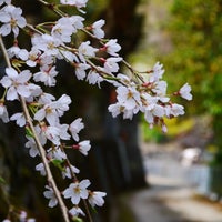市川家のしだれ桜 仁淀川町別枝