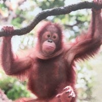 Photo taken at Free Ranging Orangutan Island by mike on 8/14/2016