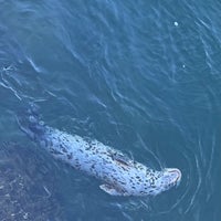 Photo taken at Hiram M. Chittenden Locks by Claire . on 10/30/2023