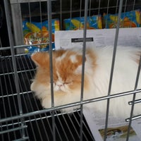 Pasar Hewan Barito Kebayoran Baru Jakarta Jakarta