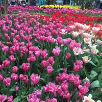 Photo taken at Tulipmania by Norina A. on 4/8/2017