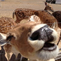 Rooster Cogburn Ostrich Ranch - 26 tips