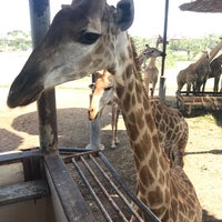 Photo taken at giraffe feeding by Joseph on 12/5/2018
