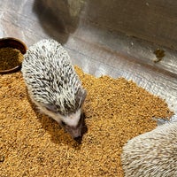 Photo taken at Hedgehog Cafe HARRY by Jerry C. on 12/24/2023