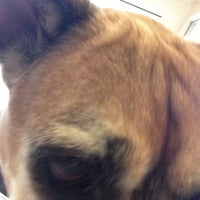 Huntington Pet Vet Veterinarian In Huntington Beach