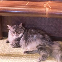 猫cafe ぐるぐる堂 Artik Kapali アメリカ村 Osaka 大阪府 猫cafe ぐるぐる堂 Artik Kapali アメリカ村 Osaka 大阪府
