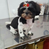 Cão beleza pet shop Clearance